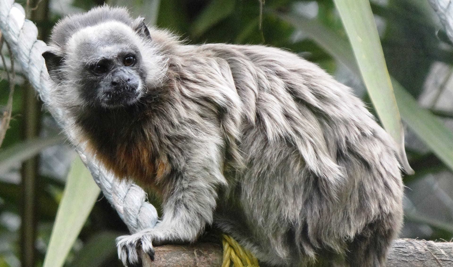 White footed Tamarin Facts Distribution Population BioDB white-footed-tamarin-facts-distribution-population-biodb